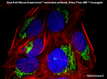 Mouse IgG (H+L) Secondary Antibody in Immunocytochemistry (ICC/IF)