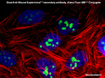 Mouse IgG (H+L) Secondary Antibody in Immunocytochemistry (ICC/IF)