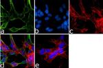 Mouse IgG (H+L) Secondary Antibody in Immunocytochemistry (ICC/IF)