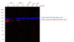 Mouse IgG (H+L) Secondary Antibody in Western Blot (WB)