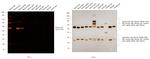 Mouse IgG (H+L) Secondary Antibody in Western Blot (WB)