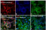 Mouse IgG (H+L) Secondary Antibody in Immunocytochemistry (ICC/IF)