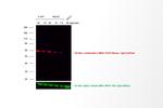 Mouse IgG (H+L) Secondary Antibody in Western Blot (WB)