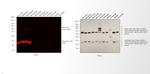 Mouse IgG (H+L) Secondary Antibody in Western Blot (WB)