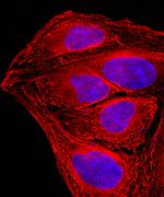 Mouse IgG (H+L) Secondary Antibody in Immunocytochemistry (ICC/IF)