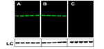 Mouse IgG (H+L) Secondary Antibody in Western Blot (WB)