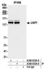 USP7 Antibody in Immunoprecipitation (IP)