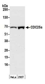 CDC25a Antibody in Western Blot (WB)