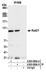 Rad21 Antibody in Immunoprecipitation (IP)