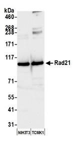 Rad21 Antibody in Western Blot (WB)