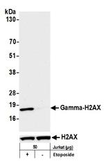 Phospho-gamma-H2AX (Ser139) Antibody in Western Blot (WB)