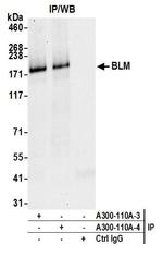 BLM Antibody in Immunoprecipitation (IP)