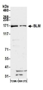 BLM Antibody in Western Blot (WB)