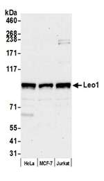 Leo1 Antibody in Western Blot (WB)