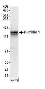 Pumilio 1 Antibody in Western Blot (WB)