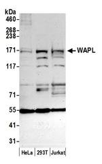 WAPL Antibody in Western Blot (WB)