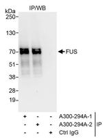 FUS Antibody in Immunoprecipitation (IP)