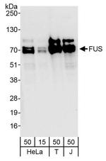 FUS Antibody in Western Blot (WB)