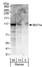 Bcl11a Antibody in Western Blot (WB)