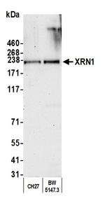 XRN1 Antibody in Western Blot (WB)