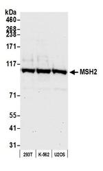 MSH2 Antibody in Western Blot (WB)