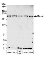 Rictor Antibody in Western Blot (WB)