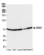 DDX3 Antibody in Western Blot (WB)