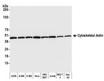 Cytoskeletal Actin Antibody in Western Blot (WB)