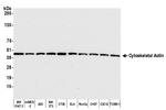 Cytoskeletal Actin Antibody in Western Blot (WB)