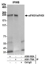 eIF4G1/eIF4GI Antibody in Immunoprecipitation (IP)