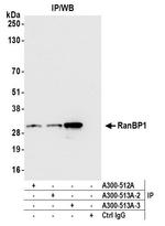 RanBP1 Antibody in Immunoprecipitation (IP)