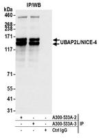 UBAP2L/NICE4 Antibody in Immunoprecipitation (IP)