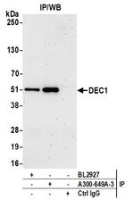 DEC1 Antibody in Immunoprecipitation (IP)