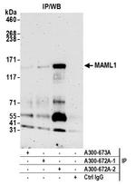 MAML1 Antibody in Immunoprecipitation (IP)