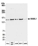 MAML1 Antibody in Western Blot (WB)