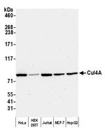 Cul4a Antibody in Western Blot (WB)