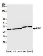 RPL7 Antibody in Western Blot (WB)