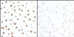 Phospho-KAP-1 (Ser824) Antibody in Immunocytochemistry (ICC/IF)