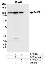 MED12 Antibody in Immunoprecipitation (IP)