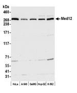 MED12 Antibody in Western Blot (WB)