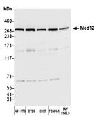 MED12 Antibody in Western Blot (WB)