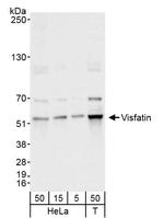 NAMPT/PBEF/Visfatin Antibody in Western Blot (WB)