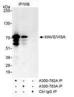 MAVS/VISA Antibody in Immunoprecipitation (IP)