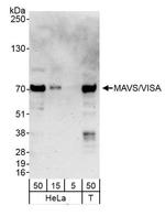 MAVS/VISA Antibody in Western Blot (WB)