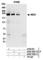 CRSP1/TRAP220 Antibody in Immunoprecipitation (IP)