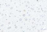 TPR Antibody in Immunohistochemistry (Paraffin) (IHC (P))