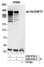 FALZ/BPTF Antibody in Immunoprecipitation (IP)