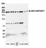 BIG1/ARFGEF1 Antibody in Western Blot (WB)