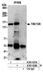 TBC1D9/MDR1 Antibody in Immunoprecipitation (IP)