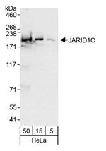 JARID1C Antibody in Western Blot (WB)